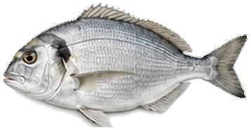 Çipura