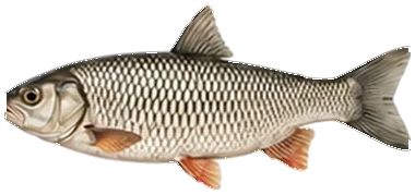 Kasna