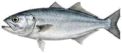 Lüfer