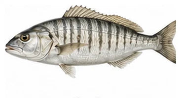 Sudak